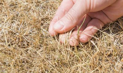 seceta-gazon-compromis